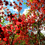 Red_1_card