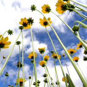 Wildflowers_3_card