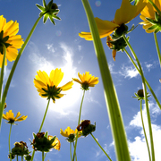 Wildflowers_4_card
