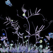 Butterfly_garden_2_card
