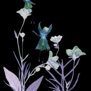 Fairy_frolic_2_card