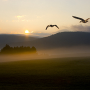 Morning_flight_card