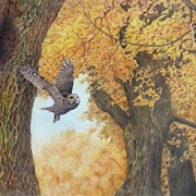 Tawny_card