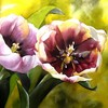 Tulips_in_the_sunlight