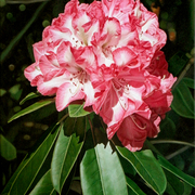 Rhododendron2_card