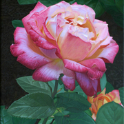 Fulfillment_card