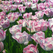Glowingtulips_card