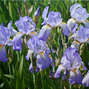 Glowingirises_card