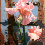 Iris_1_card