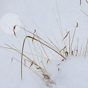 Winter_grass_card