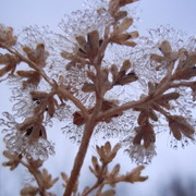 Icecrystals_card