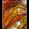 20034a78_thumb