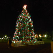 Bostonchristmastree1_card