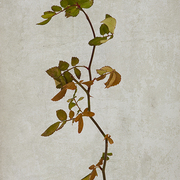 Wild_winter_rose_card