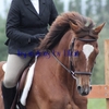 Dressage_thumb