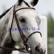 Quarter_horse_card