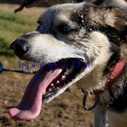 Working_dog_card