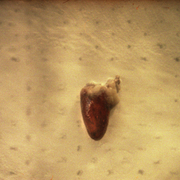 Corazon_card