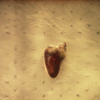 Corazon_thumb