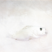 Para_galerias__card