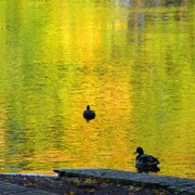 Pa100105_dok_card