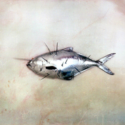 Palometa_plateada_card