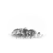 Snow_trees_card