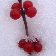 Snoberries1_card