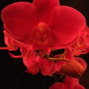 Xorchid1_card
