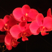 Orchid1542_card