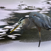 Winter_stalker_card