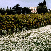 Italian_vinyard_card