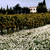 Italian_vinyard_tiny_square