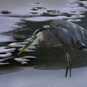 Winter_stalker_card