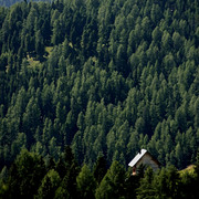 Tree_tops_card