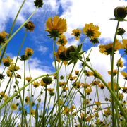 Wildflowers_5_card