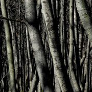 Trees_card