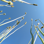 Dandelion_2_card