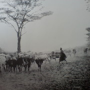 Cattle_men__card
