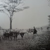 Cattle_men__thumb
