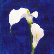 Calla_lilies_card