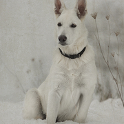 First_christmas_card