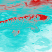 Redkoi2_card