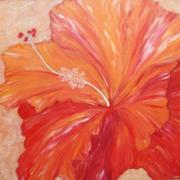 Hibiscus_red_card