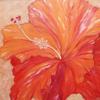 Hibiscus_red_thumb