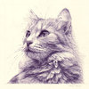 Cat_small_thumb