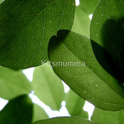 252353-10-it-aint-easy-being-green_watermark_card