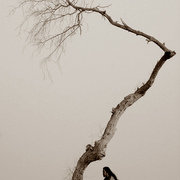Tree_card