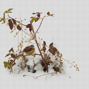 Carolina_wren_card
