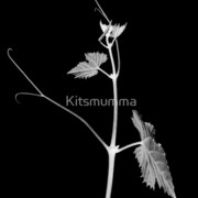 583929-3-reach-for-the-sky_watermark_card